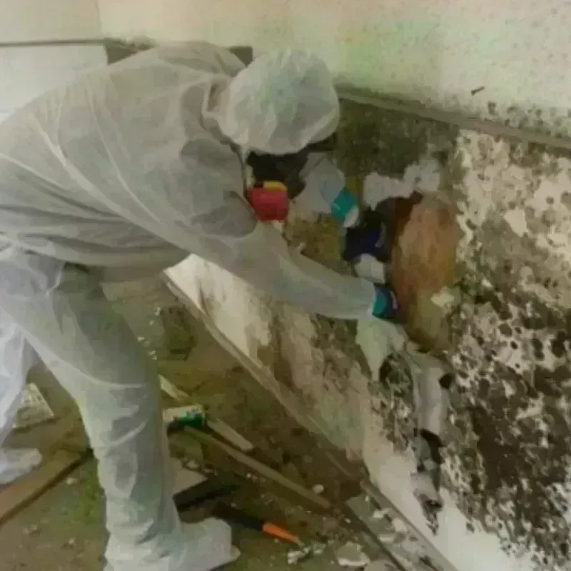 Mold Remediation and Removal in Bowman County, ND